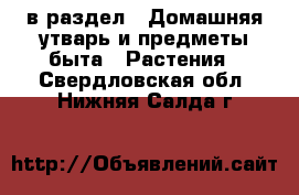  в раздел : Домашняя утварь и предметы быта » Растения . Свердловская обл.,Нижняя Салда г.